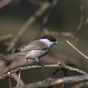 Willow Tit
